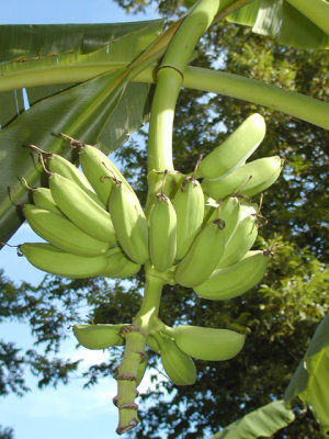 Fruit.jpg