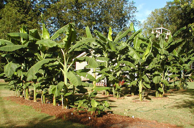 bACKYARD.jpg