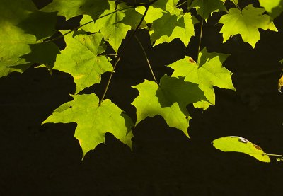 Green Maple leaves 7600
