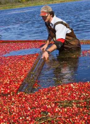 cranberry_harvesting
