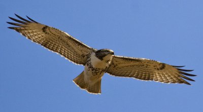 Red Tailed Hawk 9578