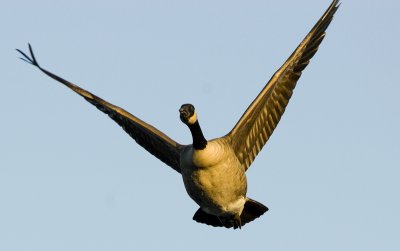 Goose on Takeoff 9642.jpg