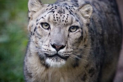 Snow Leopard-7139.jpg