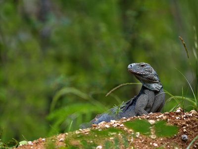 Blue Iguana (Cyclura nubila lewisi) 1