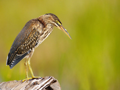 Green Heron (Butorides virescens) 01