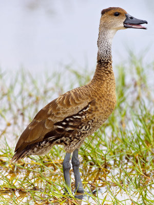 Whistling West Indian Whistling-Duck (Dendrocygna arborea) 1
