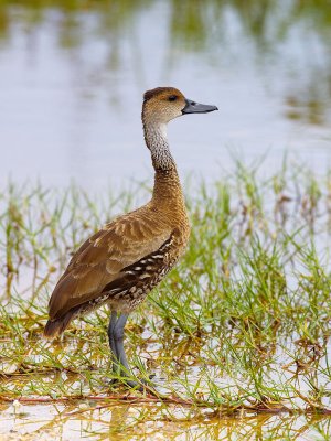 West Indian Whistling-Duck (Dendrocygna arborea) 3