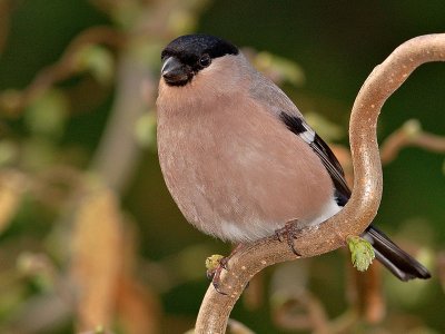 Female Bullfinch (Pyrrhula pyrrhula) 3