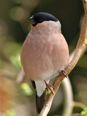 Female Bullfinch (Pyrrhula pyrrhula) 4