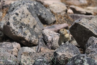 Pika