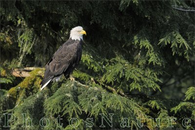 Bald Eagle