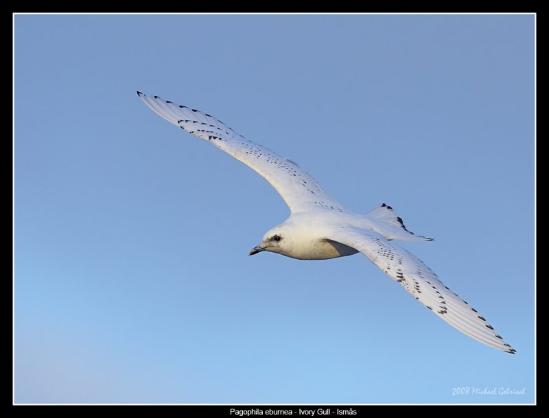 Ivory Gull