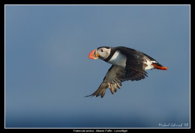 Atlantic Puffin, Norway