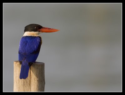 Black-capped Kingfisher, Thailand