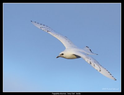 Birds of Sweden; Sandpipers, Terns and Gulls