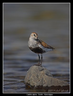 Dunlin, Southern Iceland