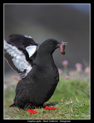 Black Guillemot