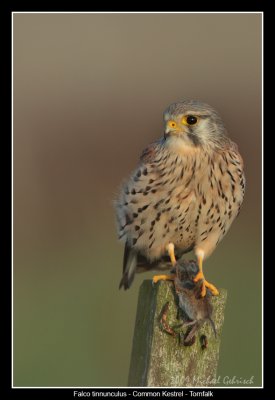 Common Kestrel with vole