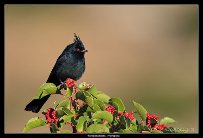 Phainopepla, Anza Borrego Desert