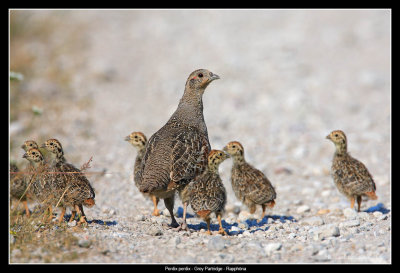 Grey Partridge, Gotland