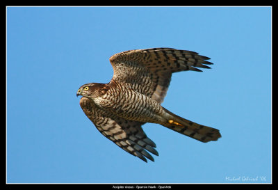 Sparrow Hawk, Falsterbo