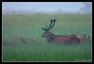 Red Deer (Elk/Wapatil) Bull