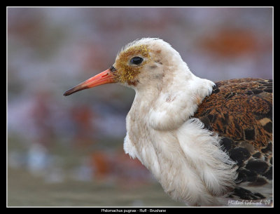 Ruff, Norway