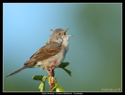 Common Whitethroat, Skne