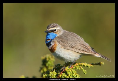 Bluethroat, Lappland