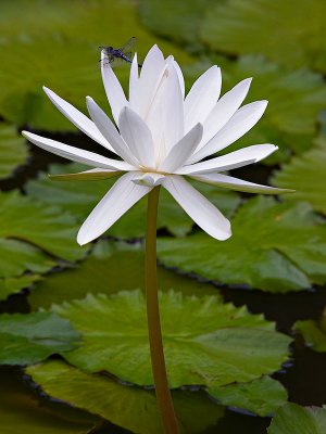 Lotus 05