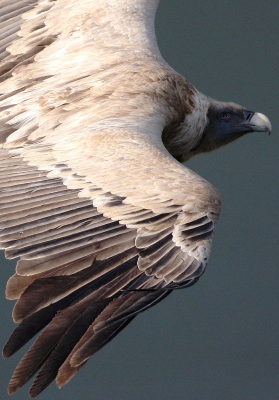 Griffon Vulture - Gyps fulvus - Buitre leonado - Voltor com - Vautour fauve