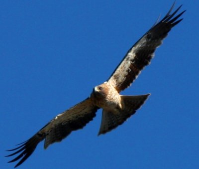 Àguila calçada - Aguila calzada - Hieraetus pennatus - Booted eagle