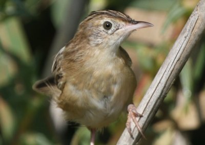 Zitting Cisticola - Fain-tailed Warbler - Cisticola juncidis - Buitrón - Trist