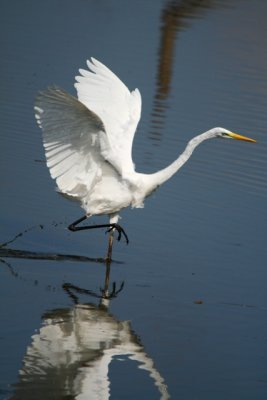 Great White Egret - Egretta alba - Garceta Grande - Agr Blanc