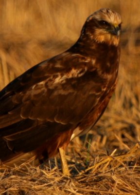 Marsh Harrier - Circus aeroginosus - Aguilucho lagunero - Arpella