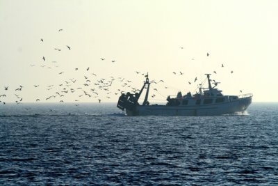 Fishing Boat - Barca de Pesca