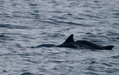 Striped Dolphines - Delfin listado - Dofí llistat