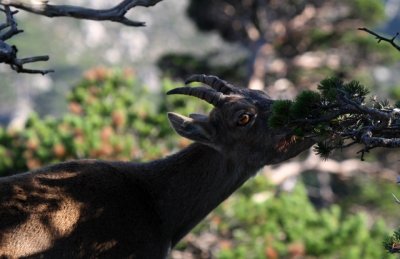 Spanish Ibex - Cabra hispanica o C. pyrenaica - Cabra Montés - Cabra Salvatge