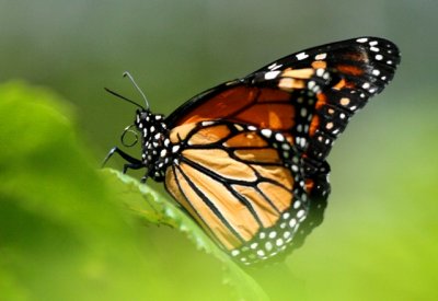 Monarch or Milkweed - Danaus plexipus - Mariposa Monarca - Papallona Monarca