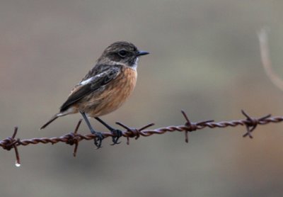 Stonechat - Saxicola torquata - Tarabilla - Bitxac