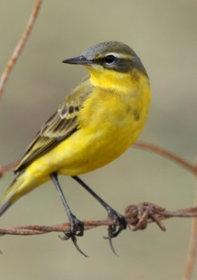 Yellow Wagtail - Motacilla flava - Cuereta groga - Lavandera Boyera