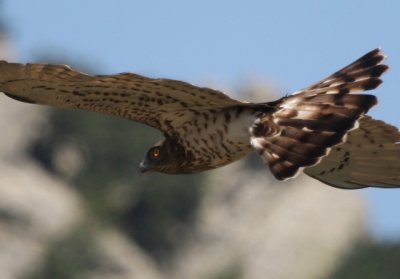 Short-toed Eagle - Circaetus gallicus - Águila culebrera - Àguila Marcenca