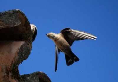 Crag martin - Hirundo ruspestris - Avion roquero - Roquerol