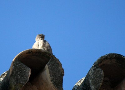Crag martin - Hirundo ruspestris - Avion roquero - Roquerol
