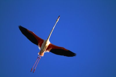 Flamingo - Phoenicopterus roseus - Flamenco - Flamingo
