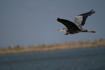 Grey Heron - Ardea cinerea - Garza Real - Bernat Pescaire