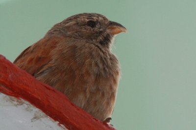 House Bunting - Emberiza (striolata) saharii - Escribano sahariano - Sit de Vila