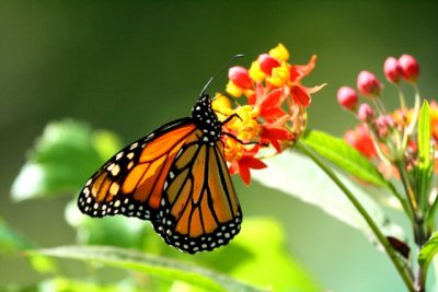 Monarch or Milkweed - Danaus plexipus - Mariposa Monarca - Papallona Monarca