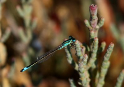 Damselfly