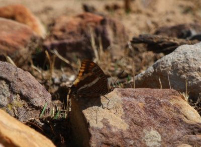 Two-tailed Pasha